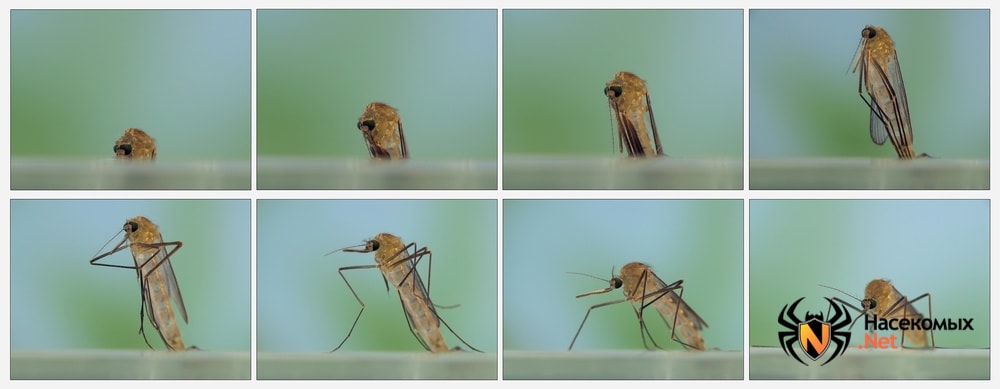 Как избавиться от комаров на все лето